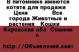 В питомнике имеются котята для продажи › Цена ­ 30 000 - Все города Животные и растения » Кошки   . Кировская обл.,Сошени п.